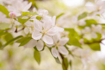 Close-up white Blooming apple tree blossoms. Fresh spring flowers. Perfect for spring themes and...