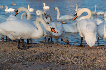 A flock of swan eating corn and grain at the banks of the River Dnipro, Ukraine. Wintering swans