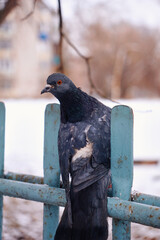 A red-eyed urban pigeon sits on a fence in the middle of the street in winter, vertical photo