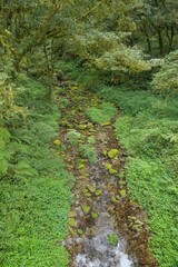 Obraz premium Bach, Alishan National Forest Recreation Area, Alishan Township, Chiayi County, Taiwan