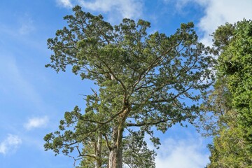 Fototapeta premium Baumwipfel, Rote Taiwanzypresse, Alishan National Forest Recreation Area, Alishan Township, Chiayi County, Taiwan