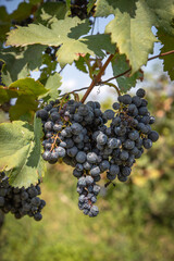 A ripe bunch of grapes