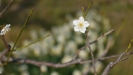 梅の花
