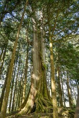 Die Tausendjährige Zypresse, Thousand Year Cypress, Alishan National Forest Recreation Area,...