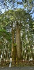 Fototapeta premium Die Tausendjährige Zypresse, Thousand Year Cypress, Alishan National Forest Recreation Area, Alishan Township, Chiayi County, Taiwan