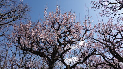 Fototapeta premium 梅の花