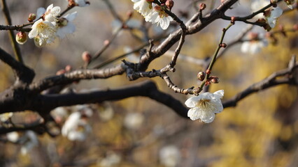 梅の花