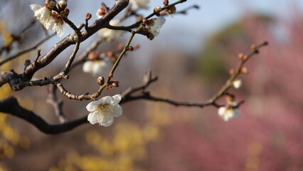 梅の花