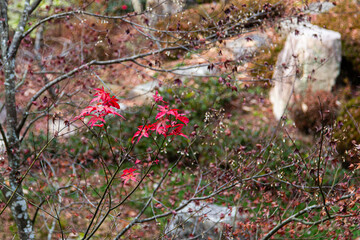 Japanese acer rubrum, the red maple, also known as swamp maple, water maple, or soft maple