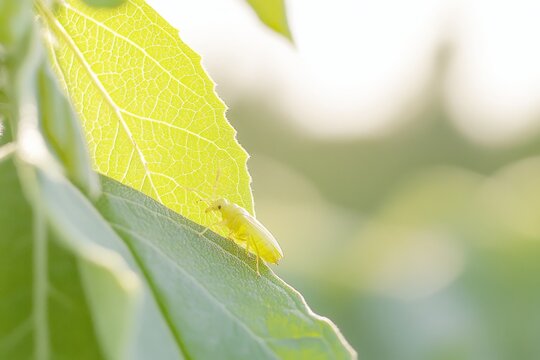 Ein gr&uuml;n gl&auml;nzender Blattk&auml;fer thront auf einem gr&uuml;nen Blatt. Der Hintergrund weist eine unscharfe, gr&uuml;ne Farbe auf