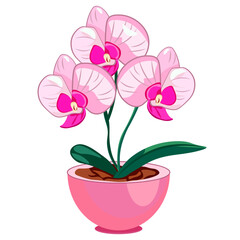indoor plant pink flower in a pink pot