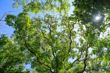 Fototapeta premium Baumwipfel im Kenting National Forest Recreation Area, Kenting, Hengchun Township, Landkreis Pingtung, Taiwan