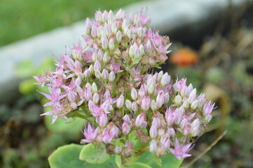 lilac flowers in spring