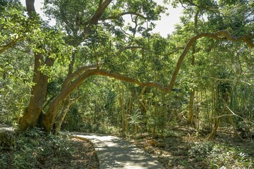Wanderweg Seavie Boulevard, Kenting National Forest Recreation Area, Kenting, Hengchun Township, Landkreis Pingtung, Taiwan