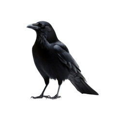 Fototapeta premium Black Raven Standing on Ground with Detailed Feather Texture