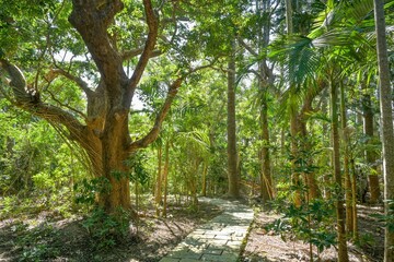 Bäume, Furong Trail, Kenting National Forest Recreation Area, Kenting, Hengchun Township,...
