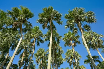 Fototapete Palmen, Wald, Kenting National Forest Recreation Area, Kenting, Hengchun Township, Landkreis Pingtung, Taiwan © Frank