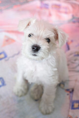 Portrait of a tiny cute white miniature schnauzer puppy posing