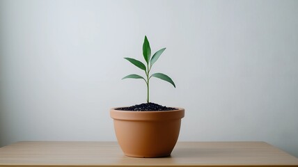 Seedling growth in a pot indoor setting minimalist illustration nature close-up renewal