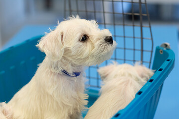 Young white miniature schnauzer puppy in dog carrier at a vet clinic