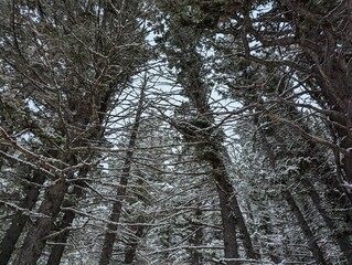 Snow-covered Big Timber Woods
