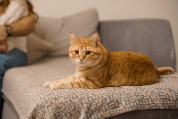 Cozy Ginger Cat Relaxing on a Sofa Beside a Person