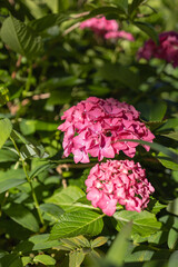  Rich pink hydrangea sepals surround light purple centers, and are accomanied by thick, vivid green leaves. Afternoon sun illuminates the delicate flower, set to a bokeh background. 