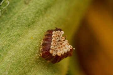 Insect Eggs on Green Leaf