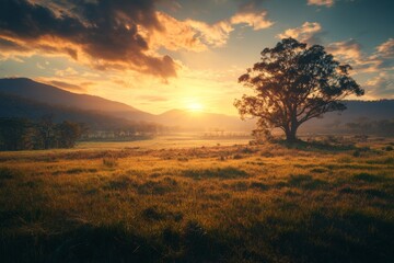 Fototapeta premium In a field of dry grass and Australian Gum Trees, sheep roam freely while the sun sets over a farm in Outback Victoria