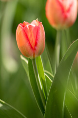 Сloseup a red tulip in the garden. Green blurred background. Springtime concept