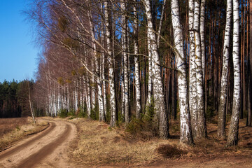 Łagodna i sucha zima w Puszczy Knyszyńskiej, Podlasie, Polska
