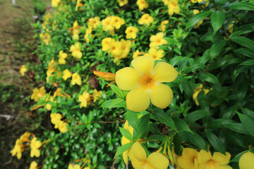 Golden bell flower, golden trumpet flower, buttercup flower or Allamanda cathartica flower.