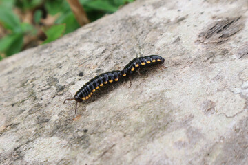 The millipedes breed when humid weather in summer