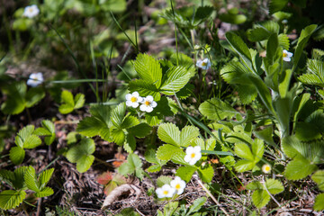 White strawberry flowers. Wild flowers in the garden. Spring landscape