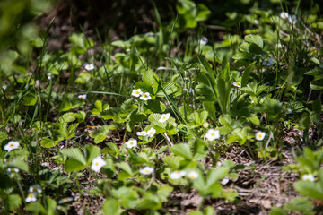 White strawberry flowers. Wild flowers in the forest. Spring landscape