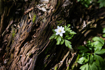 White anemone flower. White flowers in the forest. Spring flowers