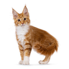 Cute red with white Maine Coon cat kitten, standing side ways. Looking curious to camera. isolated on a white backgroound.