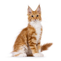Obraz premium Cute red with white Maine Coon cat kitten, sitting up side ways. Looking curious to camera. isolated on a white backgroound.