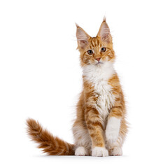 Cute red with white Maine Coon cat kitten, sitting up facing front. One paw playfully up. Looking curious to camera. isolated on a white backgroound.