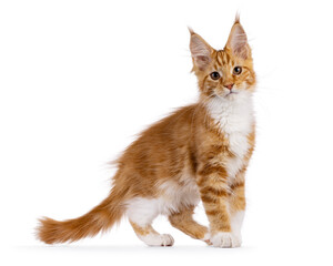 Obraz premium Cute red with white Maine Coon cat kitten, walking side ways. Looking curious to camera. isolated on a white backgroound.