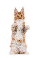 Cute red with white Maine Coon cat kitten, sitting up facing front on hind paws like meerkat. Looking curious to camera. isolated on a white backgroound.