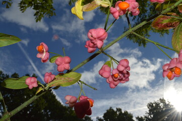 Obraz premium red poppies in the sky