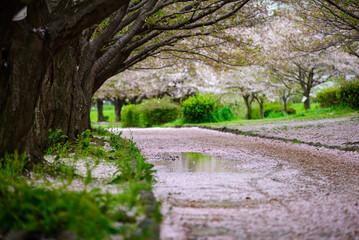 桜並木と水溜り