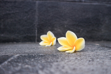 Yellow frangipani flower has Latin name plumeria obtusa. Yellow frangipani flower have other name graveyard flower.