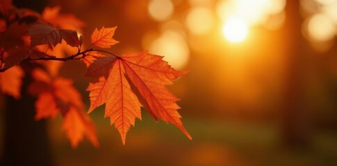 Fototapeta premium Golden hour light illuminating orange-hued leaves in Lincoln, Nebraska , sky, photography