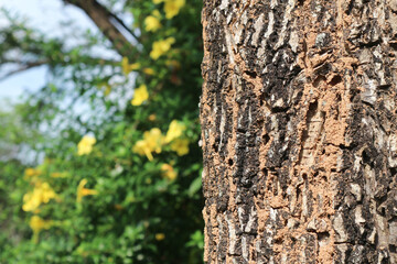 Silva manso flower or Tabebuia aurea, handroanthus serratifolius.