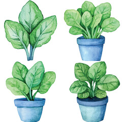 Swiss chard watercolor set hand drawn