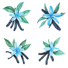 vanilla with pods and leaves watercolor hand drawn illustration concept