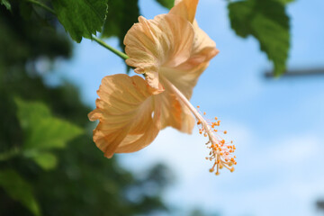 Hibiscus rosa-sinensis. This is a tropical evergreen plant with peach flowers and green leaves during the sunny day. © R_yuliana