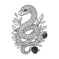Fototapeta premium Ausmalbild mit Schlange und Brombeeren - Jahr der Schlange Design für den Herbst. Tattoo Outlines.